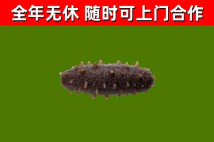 成华回收海参干